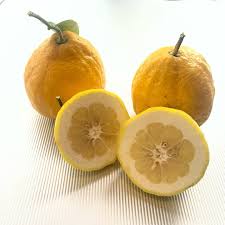 Ponderosa Lemon Fruit Seeds for Planting - Grow This Aromatic Fruit for Your Garden, Heirloom & GMO Free Seeds