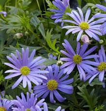 Heirloom Non-GMO Swan River Daisy Flower Seeds for Planting – Dainty Blooms for Borders and Containers