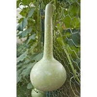 Long Siphon Gourd Seeds for Planting - heirloom & Non GMO Seeds