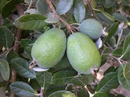 Pineapple Guava (Feijoa) Seeds Fruit Seeds for Planting - Delicious Guavas for Your Tropical Garden