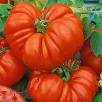 Beefsteak Tomatoes Seeds for Planting - 100 pcs