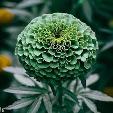 Hybrid Green Marigold Flower Seeds for Planting - Beautiful Blooms for Home Garden, GMO Free Seeds