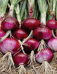 Onion Vegetable Seeds for Planting - heirloom & Non GMO Seeds
