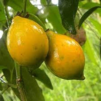 Lucuma Nervosa Fruit Seeds for Planting - Sweet and Unique Fruits for Planting, Heirloom Seeds