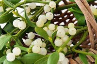 Oak Mistletoe Fruit Seeds - Ideal for Growers Looking for Unusual Plants 100 pcs