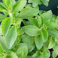 Stevia Sugar Plant Seeds for Planting - Unique & Natural Sweeteners in Your Garden, Heirloom Seeds