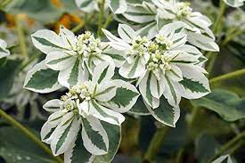 Heirloom Euphorbia Early Snow White Flower Seeds for Planting, Non-GMO