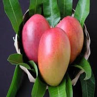 Tommy Atkins (USA/Mexico) Mango Fruit Seeds for Planting - Ideal for Growing Tropical Mango Trees