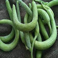 Green Curvy or Heirloom Serpent Melon Vegetable Seeds for Planting, heirloom & Non-GMO Seeds