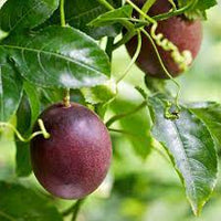 Purple Passiflora Incarnata Heirloom Non-GMO Fruit Seeds for Planting
