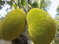 Golden Pillow (Mong Thong) JackFruit Seeds for Planting - Plant Tropical Jackfruit Trees for Large, Sweet Fruits