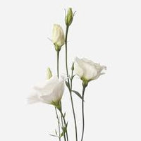 White Lisianthus Echo Flower Seeds for Planting - Heirloom, NON-GMO Seeds - Garden Blooms & Cut Flowers