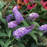 Violet Buddleja Plant Seeds for Planting - NON GMO Seeds