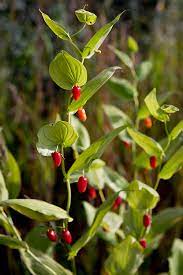 Watermelon Berry Fruit Seeds for Planting - Juicy and Sweet Homegrown Treats, Non-GMO Seeds