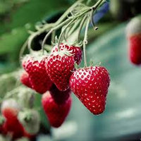 Strawberry Seascape Fruit Seeds - Grow Fresh, Juicy Strawberries in Your Yard, Heirloom Seeds