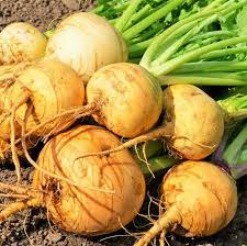 Golden Ball Turnip Vegetable Seeds for Planting - Heirloom and Non-GMO garden seeds