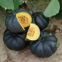 Black Pumpkin Vegetable Seeds for Planting - heirloom & Non-GMO Seeds