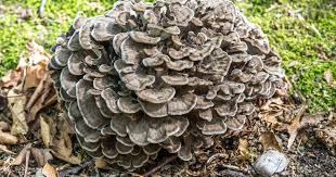 Maitake (Hen of the Woods) Mushrooms Vegetable Seeds for Home & Garden Planting – High Yield & Easy to Grow 100 pcs