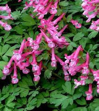 Pink Corydalis Flower Seeds for Planting - 100 pcs