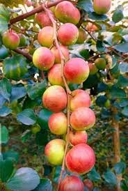 Apple Ber Ziziphus Fruit Seed for Planting - Set for Hardy, Nutritious Fruits, Heirloom & GMO Free Seeds
