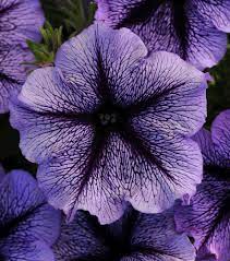 Futaba Petunia Kabloom Calibrachoa Seeds - Tinted Purple for Planting - Heirloom, NON-GMO Seeds