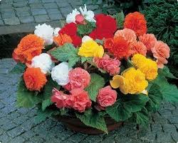 Heirloom Non-GMO Mixed Begonia Tuberosa Flower Seeds for Planting – Vibrant Shade-Loving Blooms