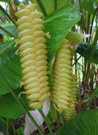 Cream Green Calathea Lutea Plant Seeds for Planting - Heirloom & Non-GMO Seeds