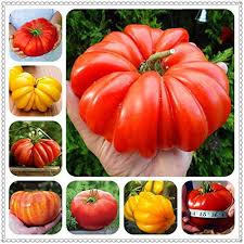 Giant Multi-Colour Heirloom Tomato Solanum lycopersicum for planting in urban garden