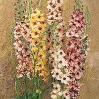 Mixed Mullein Flower Seeds – Heirloom Non-GMO Seeds for Medicinal and Drought-Tolerant Garden Planting
