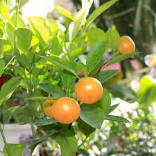 Calamondin orange Citrus microcarpa seeds for containers