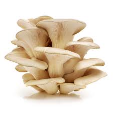 Oyster Mushroom Pleurotus ostreatus for planting in urban garden