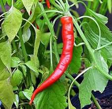 Anhui Cow-Horn Pepper Capsicum annuum seeds for garden planting