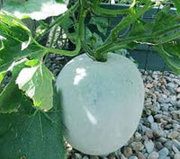 Ash Gourd Benincasa hispida seeds for garden planting