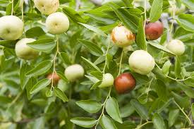 Silverhill jujube seeds for fruit orchard