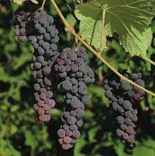 Black Corinth grape Vitis seeds for vine garden