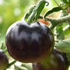 Indigo Rose Tomato Solanum lycopersicum for planting in urban garden
