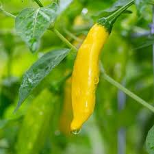 Aji Lemon Drop Pepper Capsicum baccatum seeds for planting in home garden