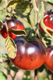 Black‑Red Tomato Solanum lycopersicum seeds for garden planting