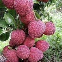 No Mai Tsze lychee Fruit Seeds