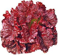 Red Lettuce Lactuca sativa seeds for salad garden planting