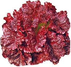 Red Lettuce Lactuca sativa seeds for salad garden planting