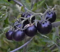 Black Cherry Tomato Solanum lycopersicum for planting in urban garden