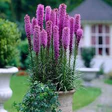 Liatris Spicata Flower Seeds for Planting ,Heirloom Seeds