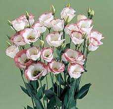 Pink Picotte Eustoma (Lisianthus) Flower Seeds for Planting - Heirloom, NON-GMO Seeds