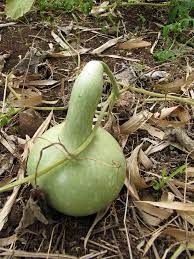 Long Siphon Gourd Seeds for Planting - heirloom & Non GMO Seeds