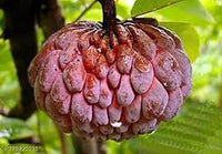 Red Custard Apple Tree Seeds for Planting - Cultivating Sweet, Creamy Fruit
