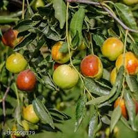 Honey Jar Jujube Fruit Seeds for Planting – Heirloom and GMO Free Seeds for Beautiful Home Garden