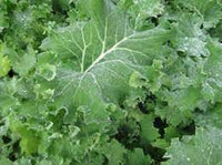 Walking Stick Kale Tree Seeds for Planting -Heirloom & Non-GMO Seeds