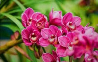 Heirloom Non-GMO Thick Pink Orchid Flower Seeds for Garden Planting – Unique Exotic Bloom Seed