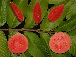 Ruby Supreme Guava Fruit Seeds for Planting - Planting Sweet Guava Trees, Heirloom Seeds
